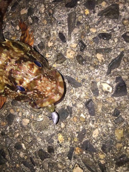 メバル狙い撃沈